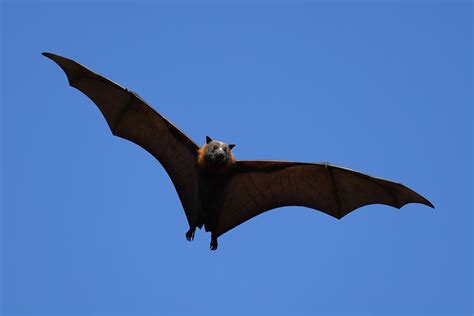 The Megabat: The World’s Largest Bat Is Bigger Than You.